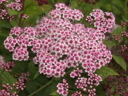 spiraeasparklingchampagne451175