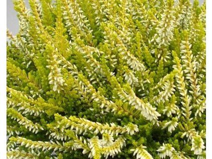 67263 1 vres obecny anouk