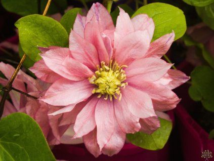 Clematis 'Little Mermaid'