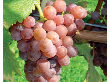 Sn�mek obrazovky (112)