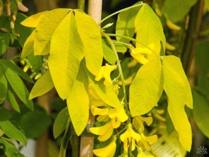 Laburnum alpinum Aureum