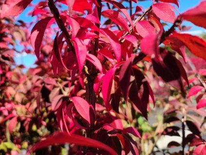 Euonymus Chicago Fire 6 1 e1665164971706 768x1024