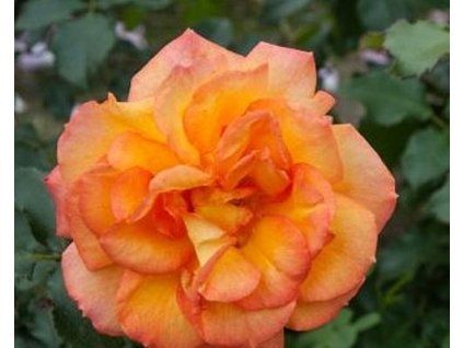 59373 1 ruze sahara