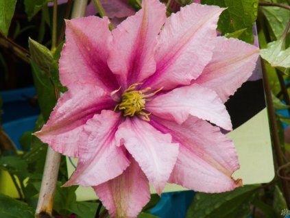 Clematis Rosamunde (1)
