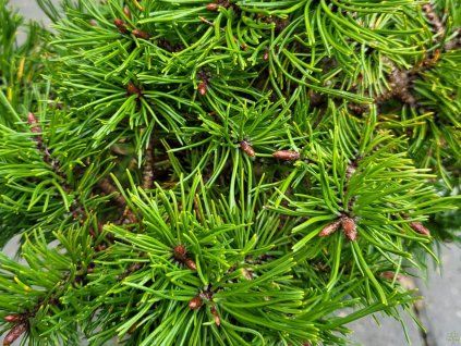 Pinus mugo 'Parade Kissen' (2)