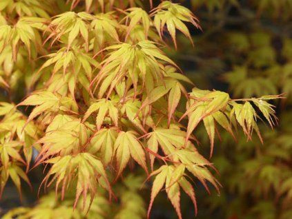 katsura2