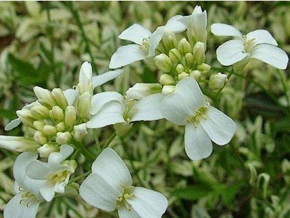 housen�k variegata 1