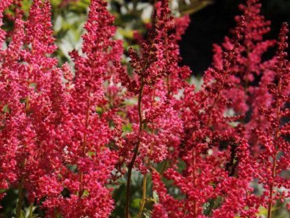 Astilbe Glut erbaio Gorra Vivaio piante Torino Piemonte