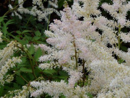 astilbe arendsii irrlicht pluimspirea prachtspirea