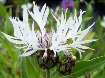 chrpa horsk� alba