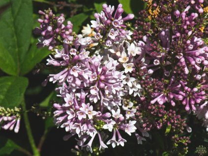 Syringa Minuet (2)
