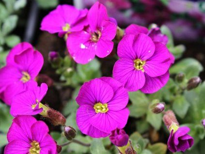 ta�i�ka purple
