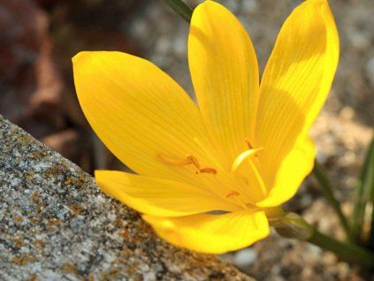 sternbergia lutea