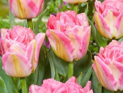 tulipa pink delight 1 1