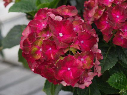 Hydrangea macrophylla Hy Pe Original 'Mophead Red' (2)