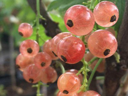 Gloria De Sablon e1616163101809