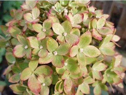 39536eb85910603a6d923c933d0b5aae