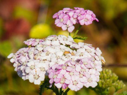 Achillea millefolium 'Apfelbl�te' (1)