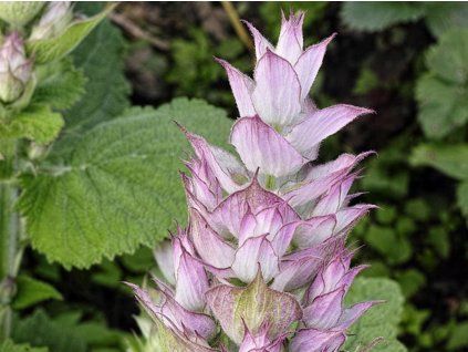 salvia sclarea