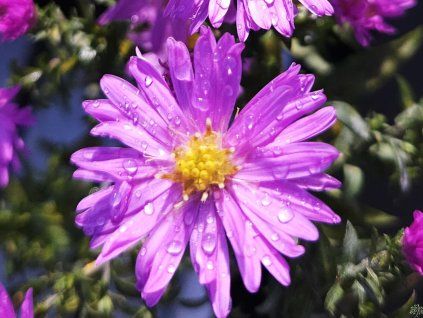 Aster Rosenwichtel (3)