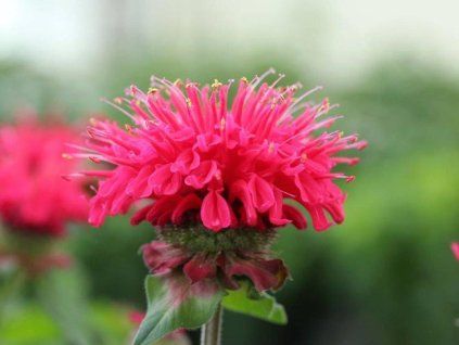 Monarda Bee Happy 1.jpg