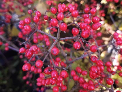 Viburnum dilatatum 'Sealing Wax' (1)