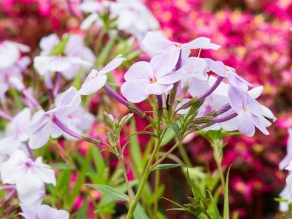 Phlox Opening Act (2)