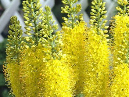 Eremurus moneymaker 1