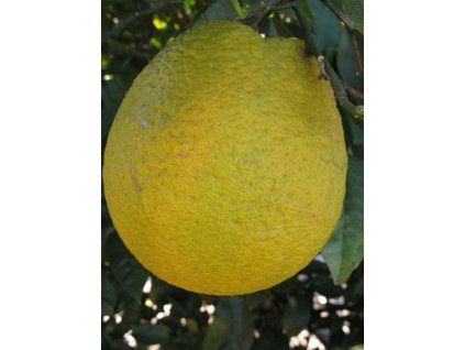 Citroník 'Santa Catarina' (Balení kontejner C2)