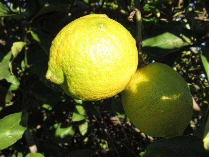 Citroník 'Sicily' (Balení kontejner C2)