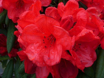 Rododendron 'Elizabeth' (Balení kontejner C2)