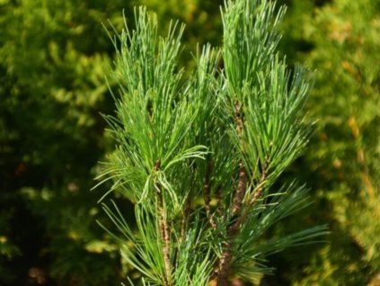 Borovice limba 'Stricta' (Balení kontejner C3)