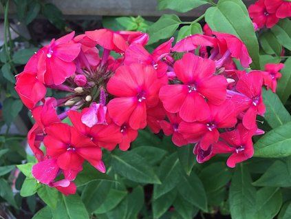 phlox grenadine dream 1
