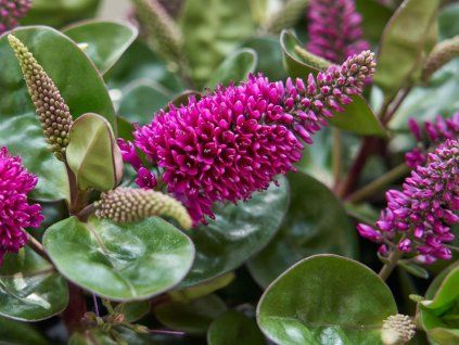 Hebe 'HebeDonna Alina' (Balení kontejner p12)