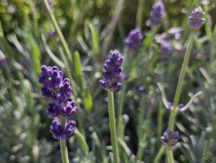 Lavandula Matrix Blue (2)