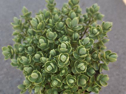 Hebe pinquifolia (Balení kontejner p12)