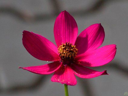 Cosmos Cherry Chocolate