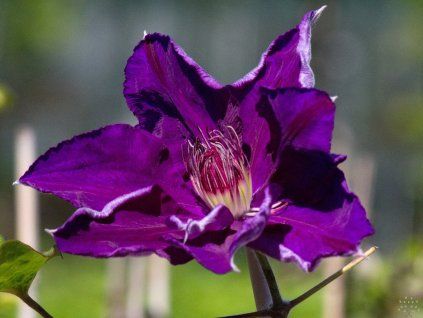 Clematis 'Moniuszko'