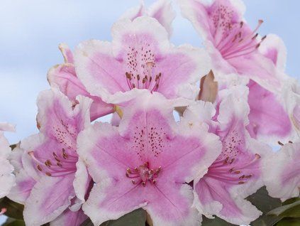Rododendron 'Janet Ward' (Balení kontejner p9)