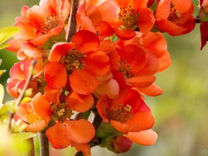 Chaenomeles Sargentii