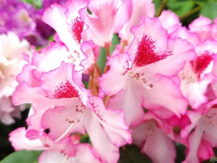 Rhododenron Hachmann's Charmant