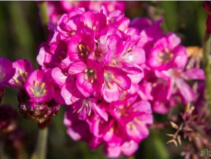 tr�vni�ka p��