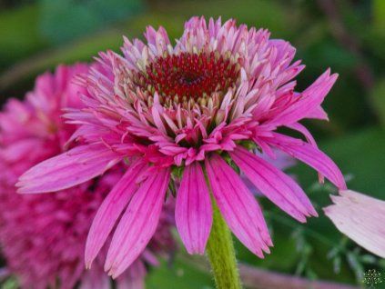 Echinacea Butterfly Kisses