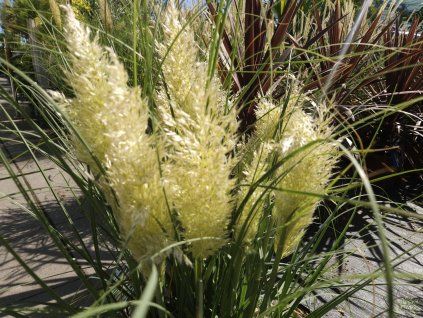 Cortaderia Tiny Pampa (1)