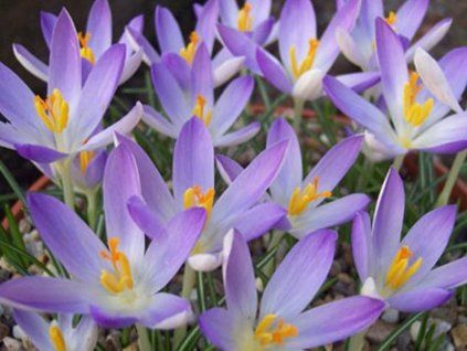 lilac beauty