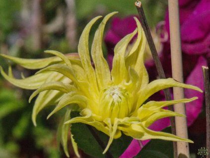 Clematis Golden Dream (1)