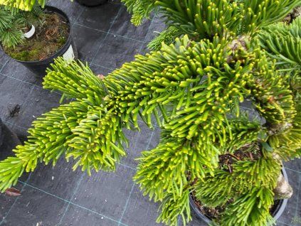 Abies nordmanniana 'Robusta Pendula' (3)