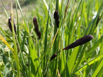 carex nigra