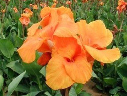 orange beauty