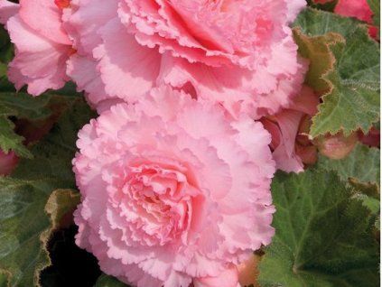 begonia pink
